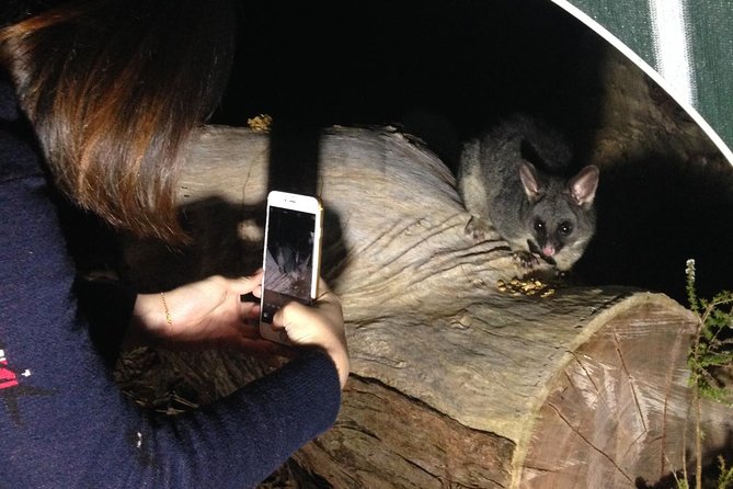 Nocturnal Wildlife Tour from Busselton - Settling down for bush billy tea and wildlife watching