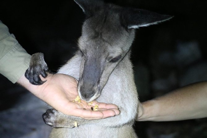 Nocturnal Wildlife Tour from Busselton - What you might see after sunset