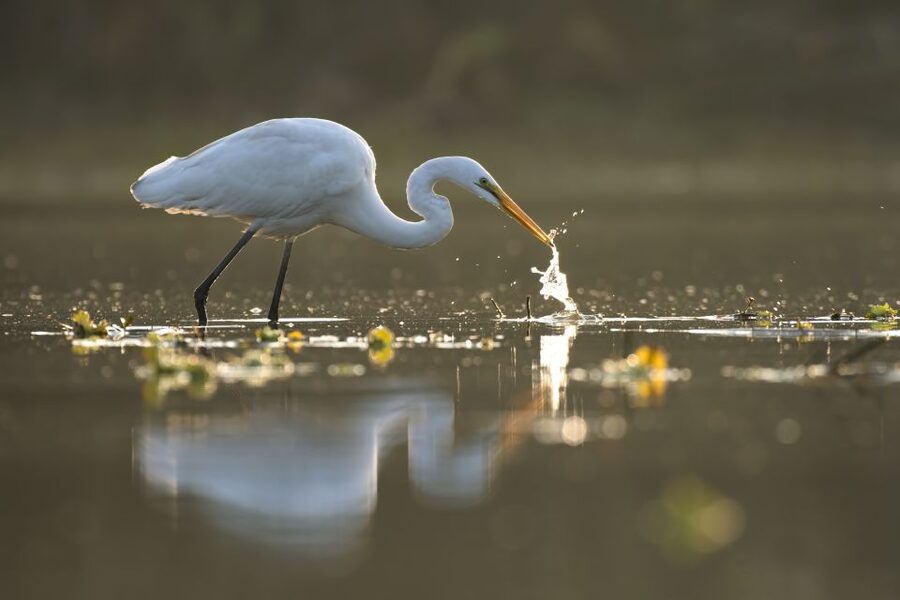 Noosa: Afternoon Cruise through the Noosa Everglades - Who will enjoy this cruise most