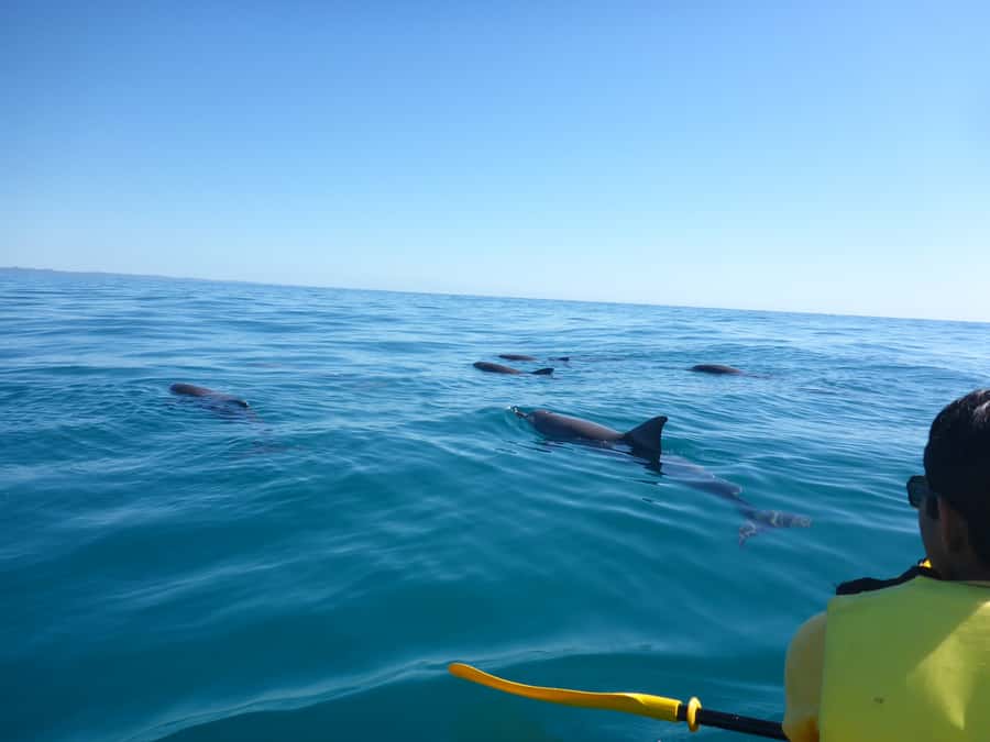 Noosa: Epic Ocean Kayak with Dolphins & 4WD Beach Adventure - The 4WD beach ride is part of the attraction