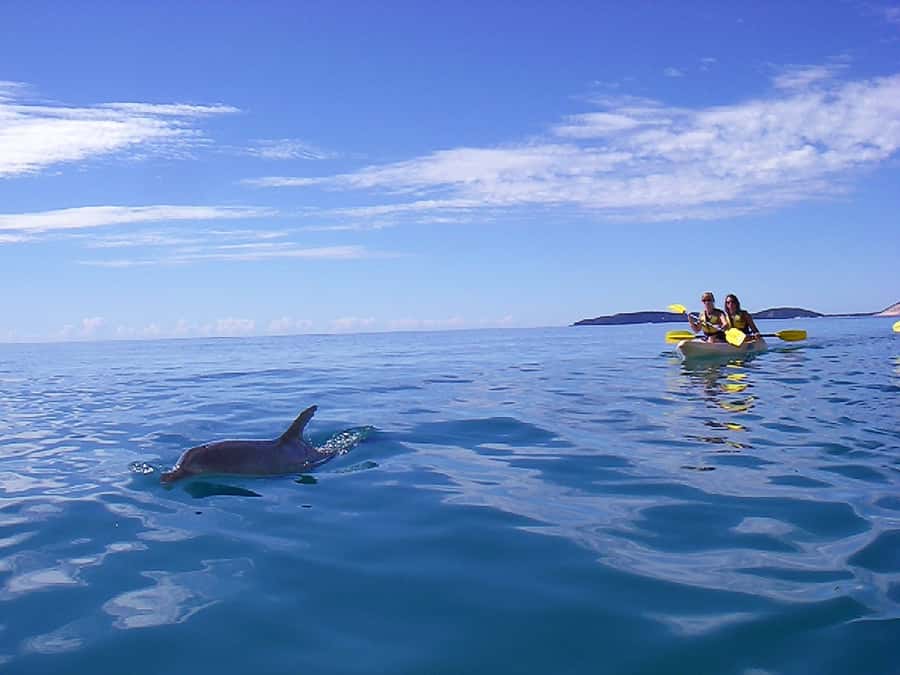 Noosa: Epic Ocean Kayak with Dolphins & 4WD Beach Adventure - Launching near Double Island Point Lighthouse