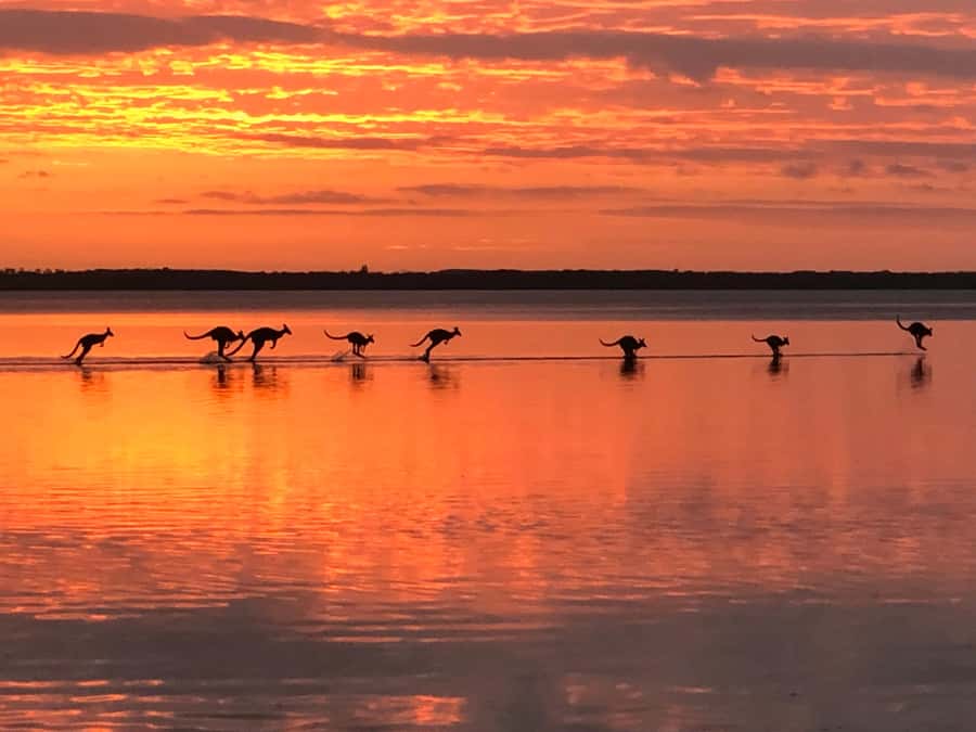 Noosa: Everglades Explorer Cruise - Choosing between the cruise and the canoe