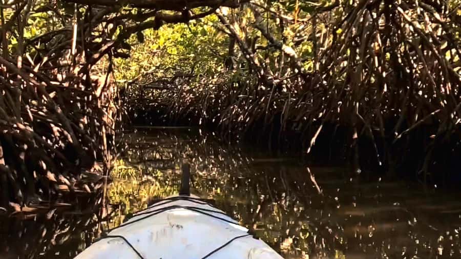 Noosa Heads: Hidden Waterways Wildlife Kayak (Self-Guided) - Key points to know before you book