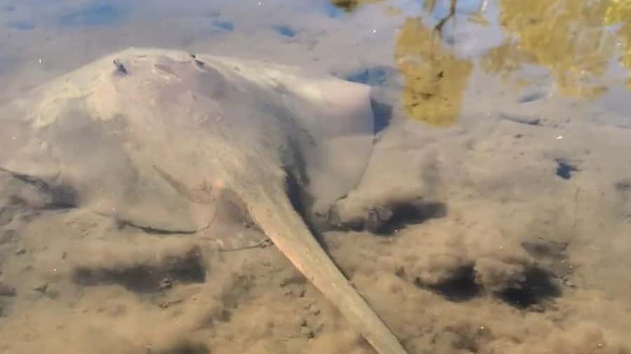 Noosa Heads: Hidden Waterways Wildlife Kayak (Self-Guided) - The quiet waterway behind Noosa Heads