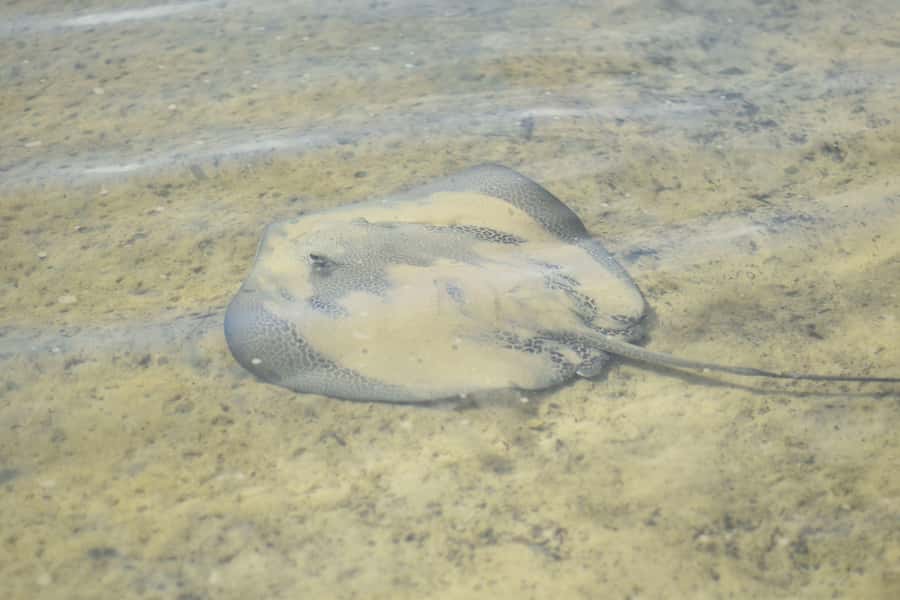 Noosa Heads: Hidden Waterways Wildlife Kayak (Self-Guided) - Following the mangrove tunnels