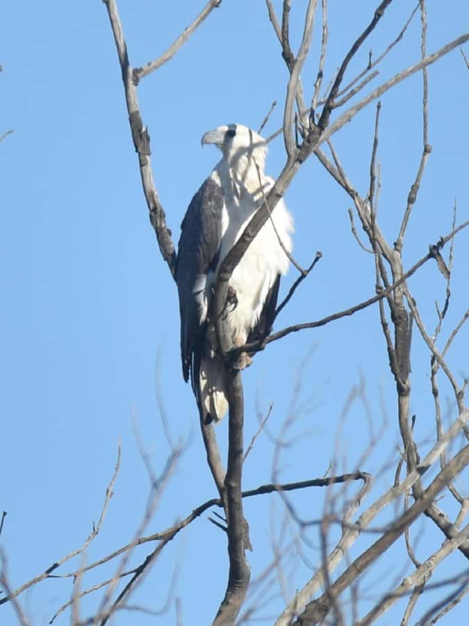 Noosa Heads: Hidden Waterways Wildlife Kayak (Self-Guided) - Looking for stingrays and birds