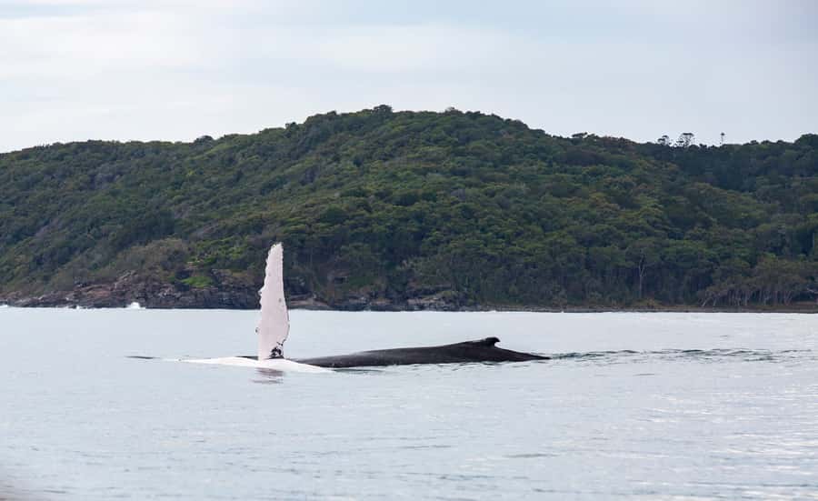 Noosa: Humpback Whale Watching Tour - From Noosa River to the Open Pacific