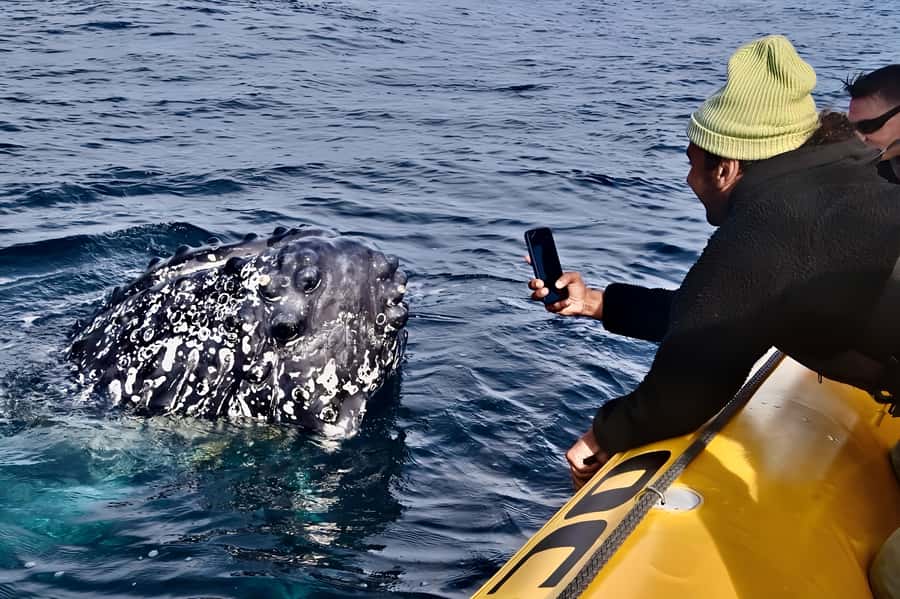 Noosa: Humpback Whale Watching Tour - What You May See Off Noosa