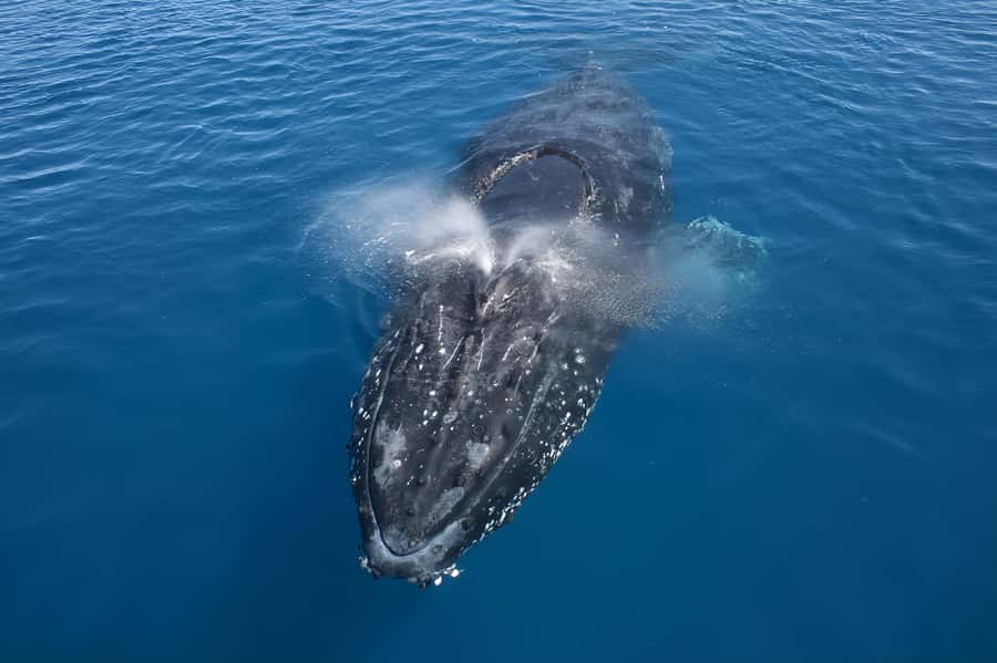 Noosa: Humpback Whale Watching Tour - The Boat Ride: Fast, Fun, and Sometimes Bumpy