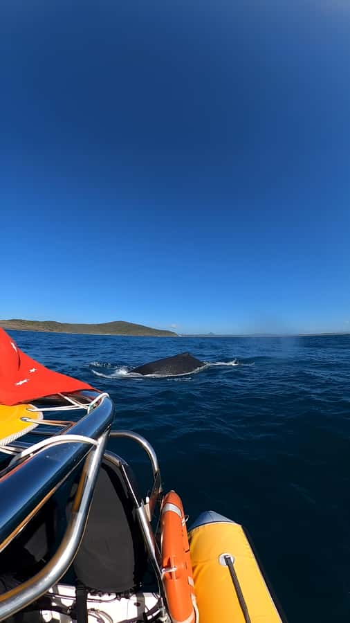 Noosa: Humpback Whale Watching Tour - Noosa’s Coastal Views Add Real Value