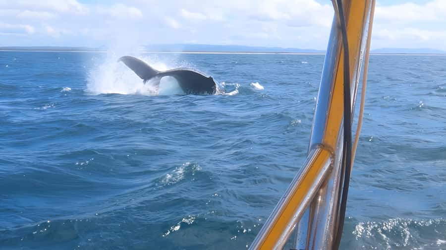 Noosa: Humpback Whale Watching Tour - Is $76 a Fair Price?