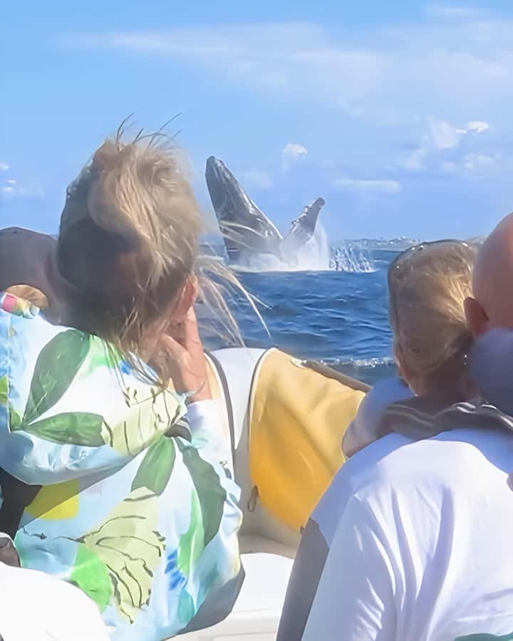 Noosa: Humpback Whale Watching Tour - Who Should Book This Whale Cruise?