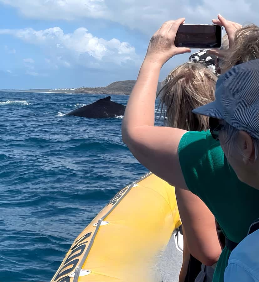 Noosa: Humpback Whale Watching Tour - Practical Tips for a Better Two Hours