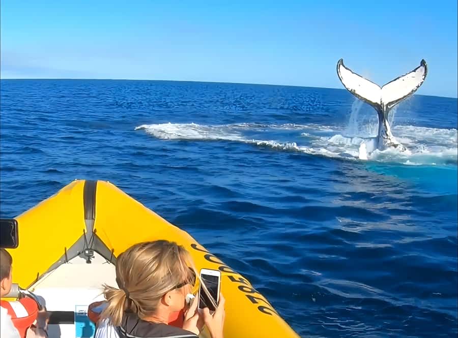 Noosa: Humpback Whale Watching Tour - Should You Book the Noosa Whale Watching Tour?