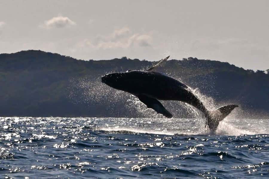 Noosa: Humpback Whale Watching Tour - Why the Captain Matters