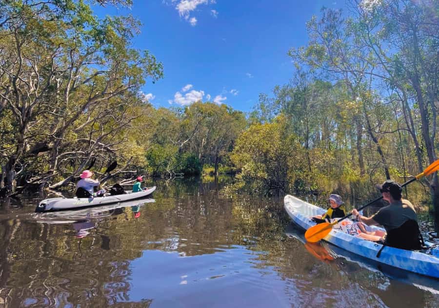 Noosa: Noosa Everglades and Stingray Sanctuary Kayak Tour - Who will enjoy this Noosa kayak tour?