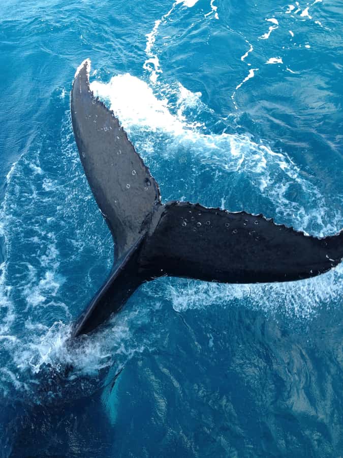 Noosa; Noosa Ocean Adventures - Whale Watching - Key points to know before you book