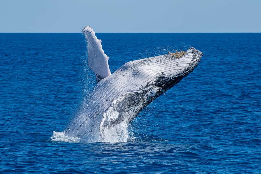 Noosa; Noosa Ocean Adventures - Whale Watching - The 30-minute briefing and boarding period