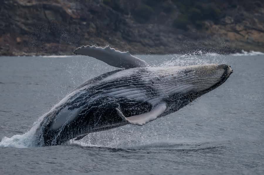 Noosa; Noosa Ocean Adventures - Whale Watching - Leaving Noosaville for Noosa’s coast
