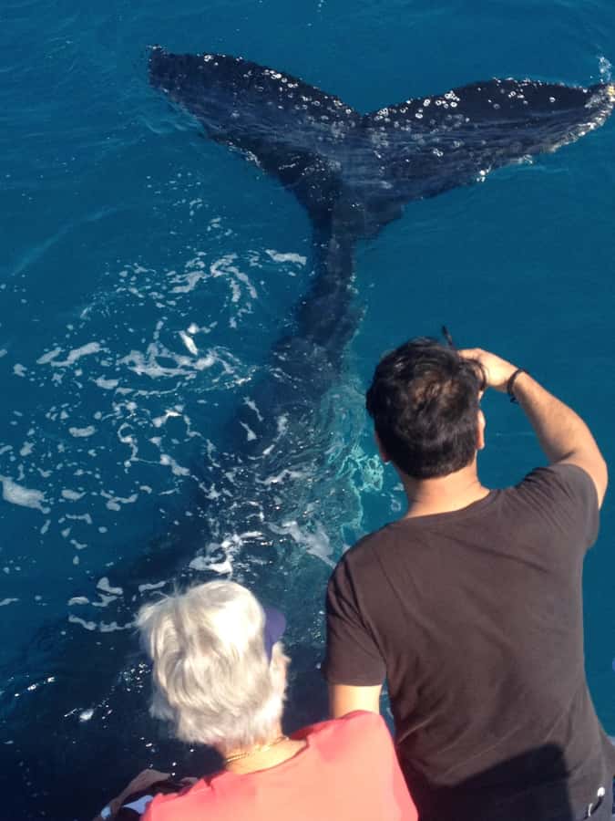 Noosa; Noosa Ocean Adventures - Whale Watching - Dolphins, turtles, manta rays, and seabirds