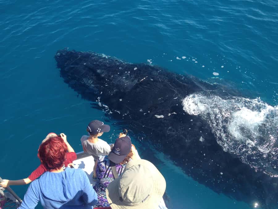 Noosa; Noosa Ocean Adventures - Whale Watching - Is the $70 price good value?