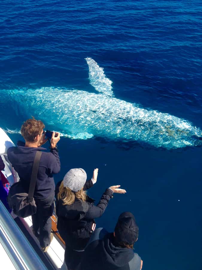 Noosa; Noosa Ocean Adventures - Whale Watching - Meeting at Noosaville and getting ready
