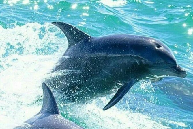 Noosa: Ocean Adventure & Dolphin Safari - Boiling Pot and Dolphin Point