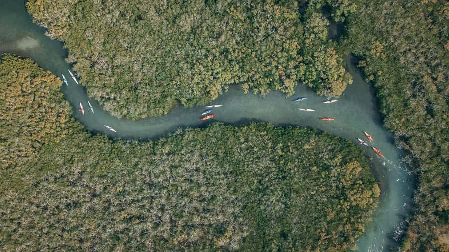 Noosa River: Mangroves and Mansions Guided Kayak Tour - Key points to know before you paddle