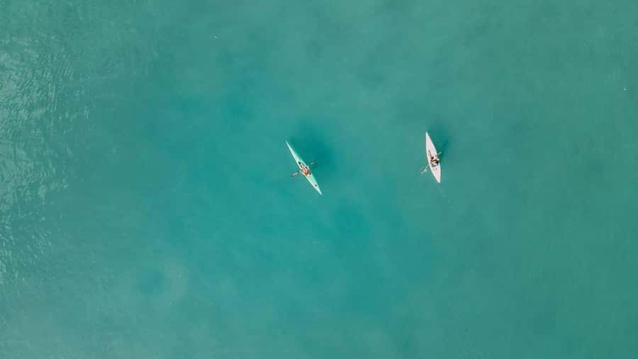 Noosa River: Mangroves and Mansions Guided Kayak Tour - Why the mangroves make this Noosa tour different