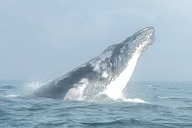 Noosa Whale Watching Cruise – Humpback Whale Adventure - Is $71.01 good value for two hours?