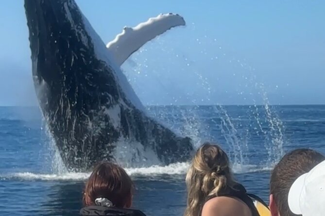 Noosa Whale Watching Cruise – Humpback Whale Adventure - What whale sightings can look like