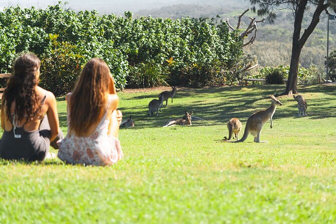 North Stradbroke Island Day Tour from Brisbane – Small Group - Searching for koalas and kangaroos