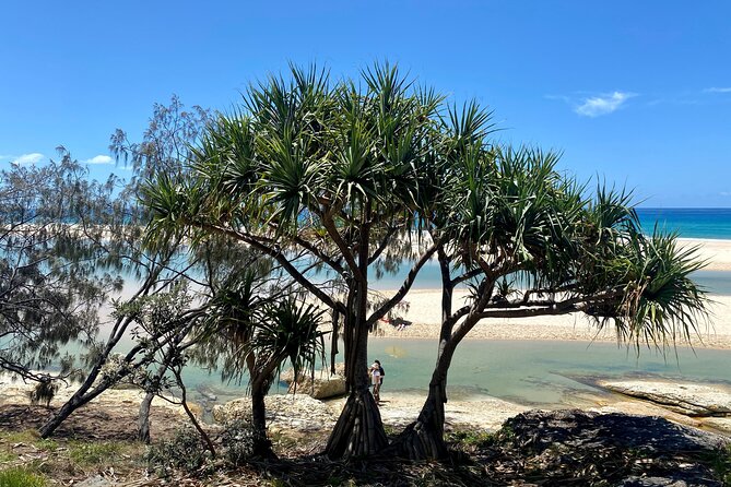 North Stradbroke Island WILDLIFE Adventure Tour from Brisbane - Amity Point and the search for koalas