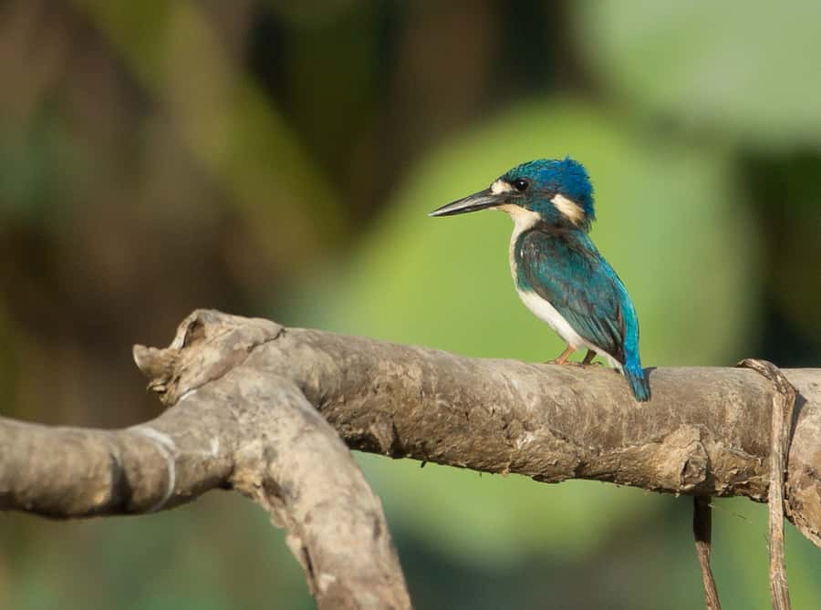 Northern Territory: Corroboree Billabong Nature Cruises - Waterbirds and quiet observation