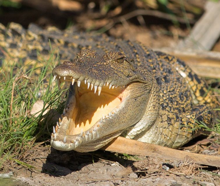 Northern Territory: Corroboree Billabong Nature Cruises - Timing, comfort, and what to pack
