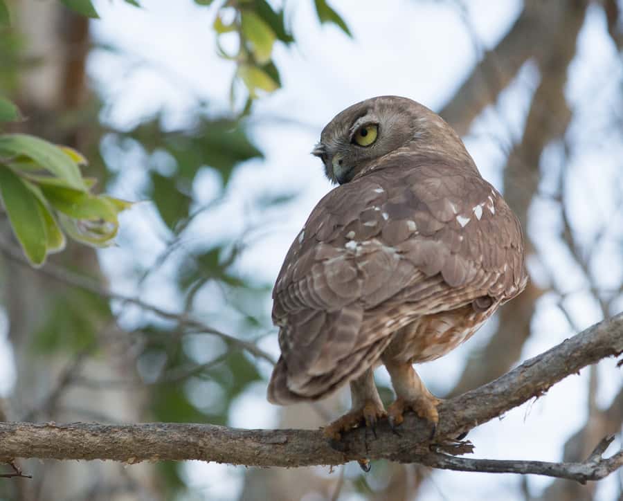Northern Territory: Corroboree Billabong Nature Cruises - Is $53 good value?