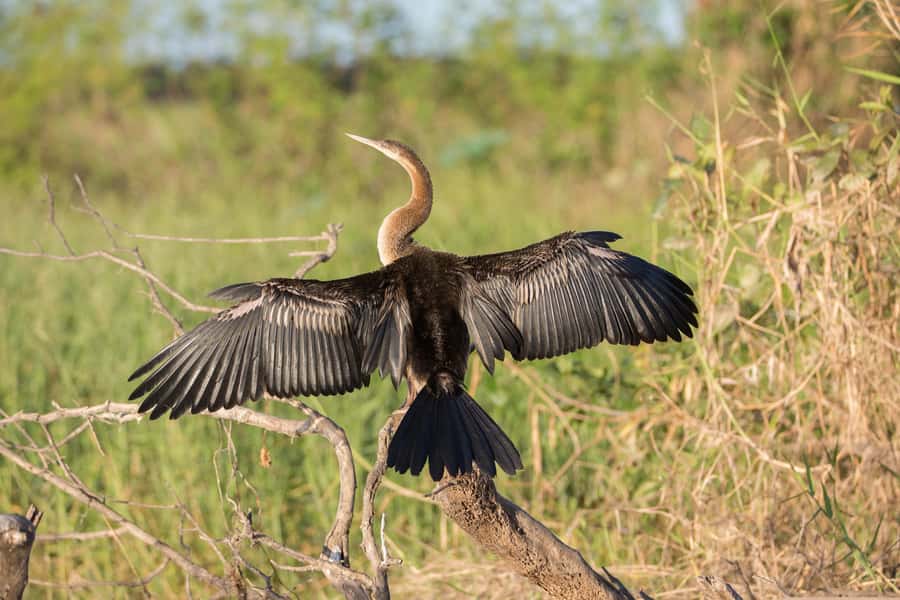 Northern Territory: Corroboree Billabong Nature Cruises - How this compares with a simple wildlife stop