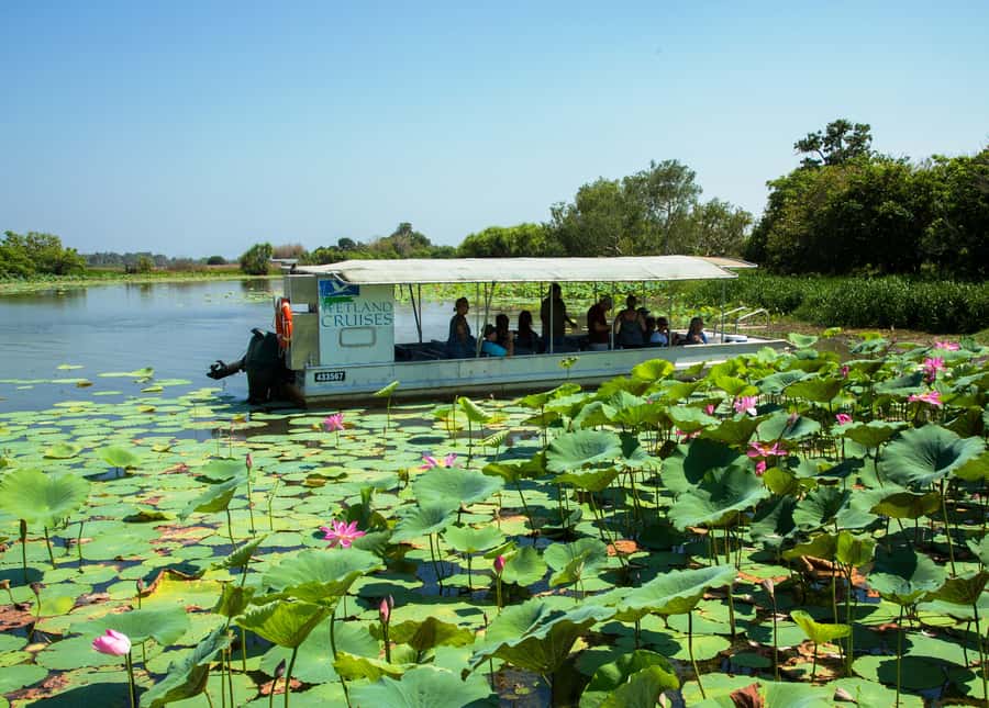 Northern Territory: Corroboree Billabong Nature Cruises - Crocodiles in their natural setting
