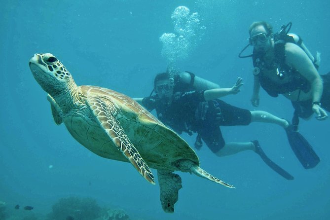 Ocean Freedom Great Barrier Reef Luxury Snorkel and Dive Cruise - What the price means for your day
