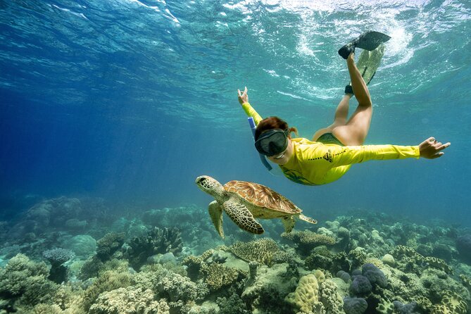 Ocean Safari Great Barrier Reef Experience in Cape Tribulation - Key points at a glance