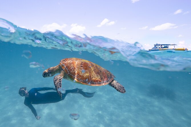 Ocean Safari Great Barrier Reef Experience in Cape Tribulation - How the $148.47 price holds up