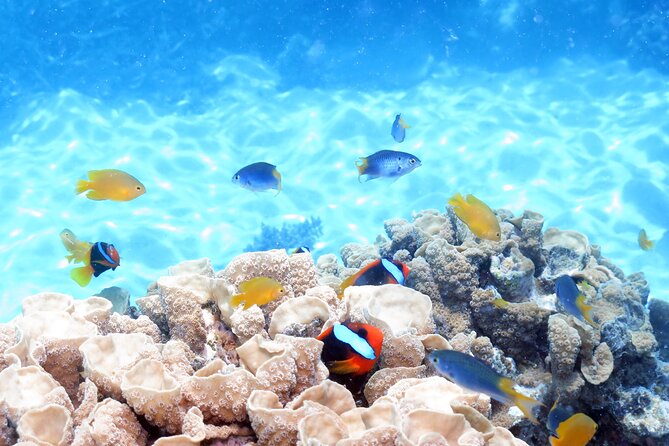 Ocean Spirit Sail to Michaelmas Cay Snorkel or Dive, from Cairns - The semi-submersible option