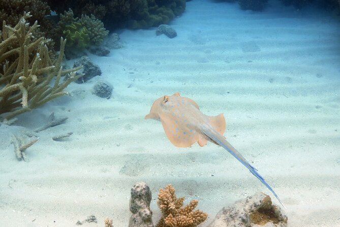 Ocean Spirit Sail to Michaelmas Cay Snorkel or Dive, from Cairns - What can affect your reef experience