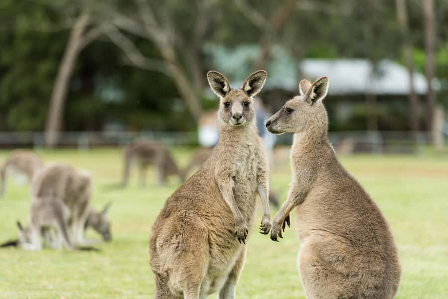 Oceans to Mountains Explorer: 3-Day Great Ocean Road Tour - Should you book the Oceans to Mountains Explorer?