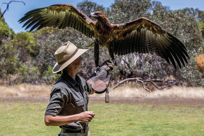 One Day Kangaroo Island Sip & See tour with return ferry transfers from Adelaide - Raptor Domain and a close look at birds of prey
