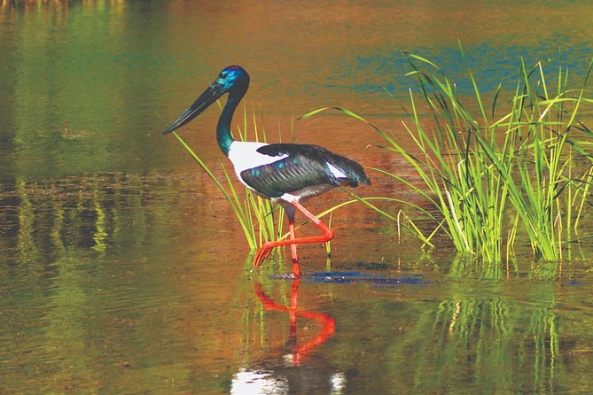 Ord River Explorer Cruise with Sunset - The boat, pickup, and group size