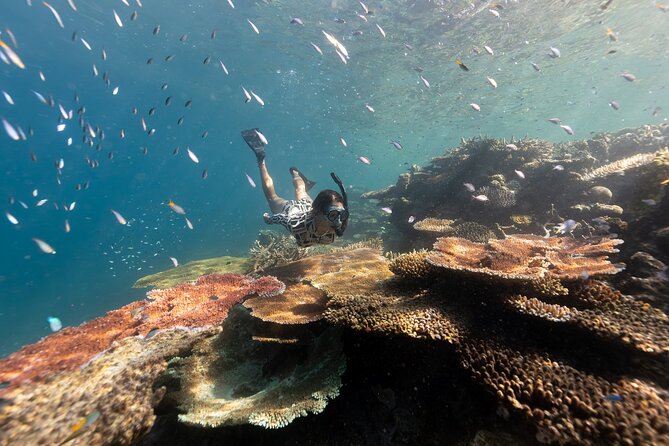 Outer Great Barrier Reef Snorkel Adventure in Airlie Beach - Key points to know before you book