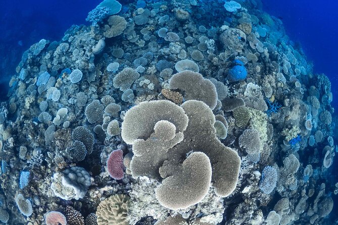 Outer Reef Mackay Cay Sail & Snorkel Adventure from Port Douglas - Guided snorkeling with a marine biologist