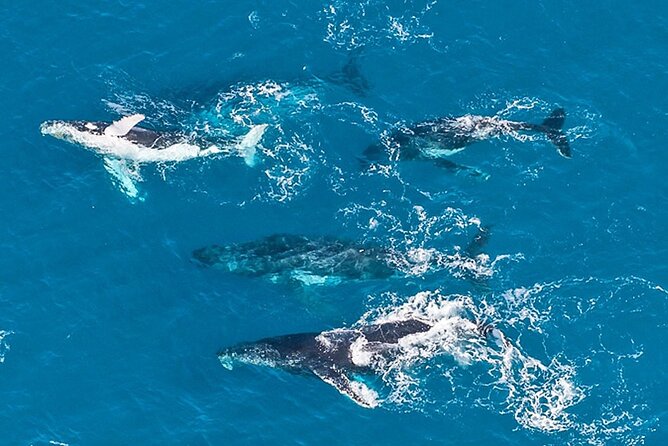 Outer Reef Odyssey - 40 minute Reef Scenic Flight - Who will enjoy this flight most