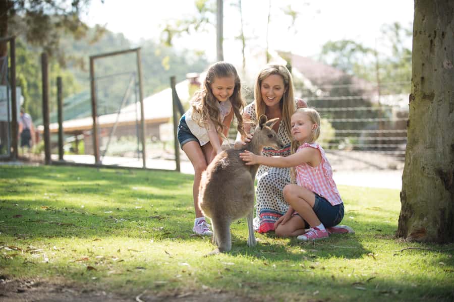 Paradise Country: Ultimate Aussie Farm Experience - What Paradise Country actually offers